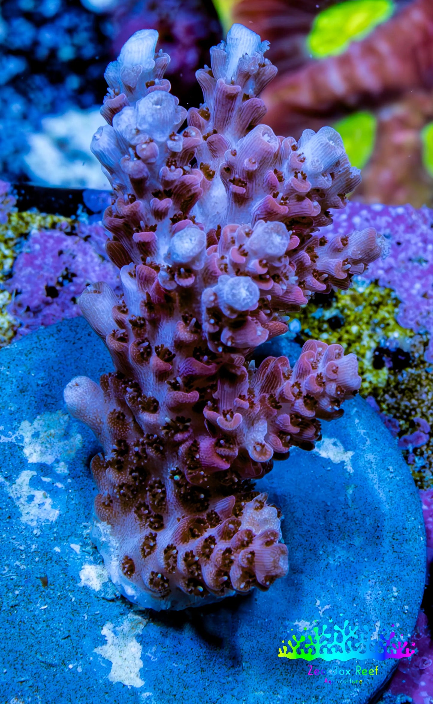Acropora Coral - Ultra Acro Frag  WYSIWYG A7R5B1 Acropora Coral - Ultra Acro Frag  WYSIWYG A7R5B1 SPS Acropora Coral - Ultra Acro Frag  WYSIWYG A7R5B1 Zeo Box Reef