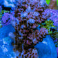 Acropora Coral - Ultra Acro Frag  WYSIWYG A7R5B1 Acropora Coral - Ultra Acro Frag  WYSIWYG A7R5B1 SPS Acropora Coral - Ultra Acro Frag  WYSIWYG A7R5B1 Zeo Box Reef