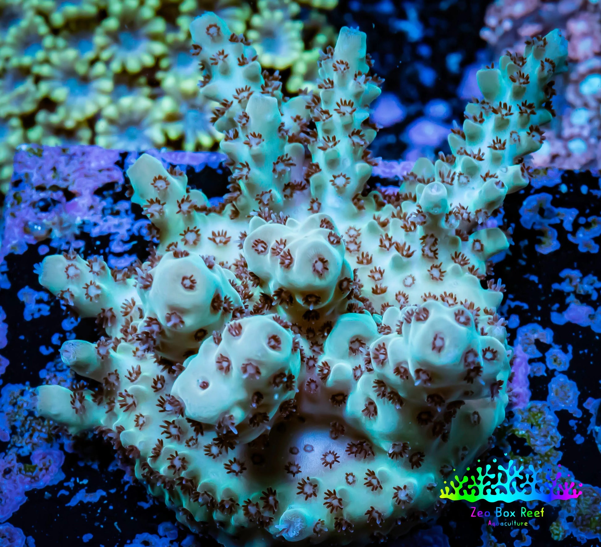 Acropora Coral -  Ultra  Acro Frag WYSIWYG A8R2B1 Acropora Coral -  Ultra  Acro Frag WYSIWYG A8R2B1 SPS Acropora Coral -  Ultra  Acro Frag WYSIWYG A8R2B1 Zeo Box Reef