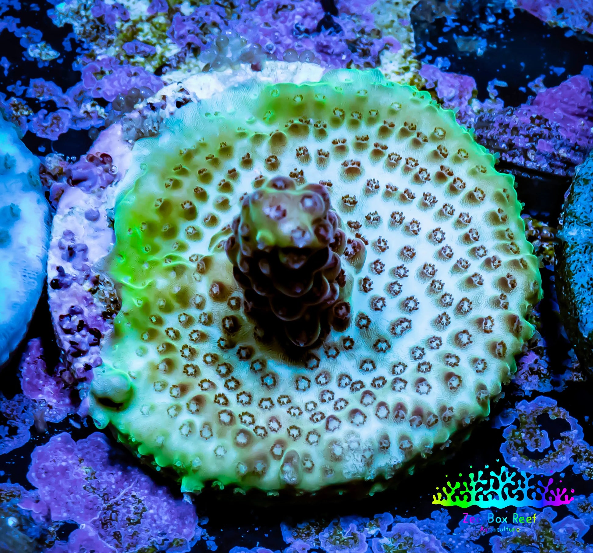 Acropora Coral -  Ultra Acro Frag WYSIWYG A8R5B1 Acropora Coral -  Ultra Acro Frag WYSIWYG A8R5B1 SPS Acropora Coral -  Ultra Acro Frag WYSIWYG A8R5B1 Zeo Box Reef