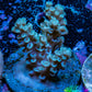 Acropora Coral - Ultra Acro Frag  WYSIWYG A8R5B1 Acropora Coral - Ultra Acro Frag  WYSIWYG A8R5B1 SPS Acropora Coral - Ultra Acro Frag  WYSIWYG A8R5B1 Zeo Box Reef