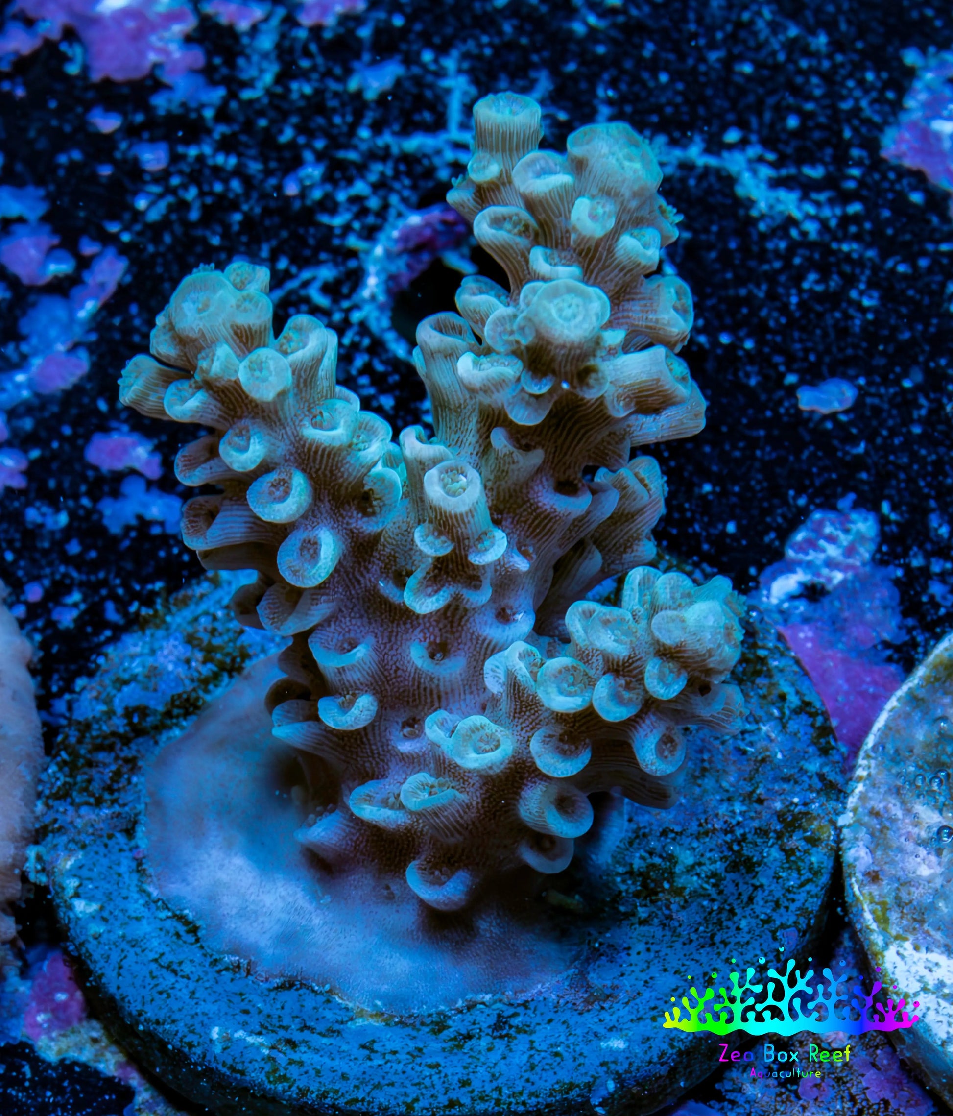 Acropora Coral - Ultra Acro Frag  WYSIWYG A8R5B1 Acropora Coral - Ultra Acro Frag  WYSIWYG A8R5B1 SPS Acropora Coral - Ultra Acro Frag  WYSIWYG A8R5B1 Zeo Box Reef