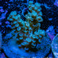 Acropora Coral - Ultra Acro Frag  WYSIWYG A8R5B1 Acropora Coral - Ultra Acro Frag  WYSIWYG A8R5B1 SPS Acropora Coral - Ultra Acro Frag  WYSIWYG A8R5B1 Zeo Box Reef
