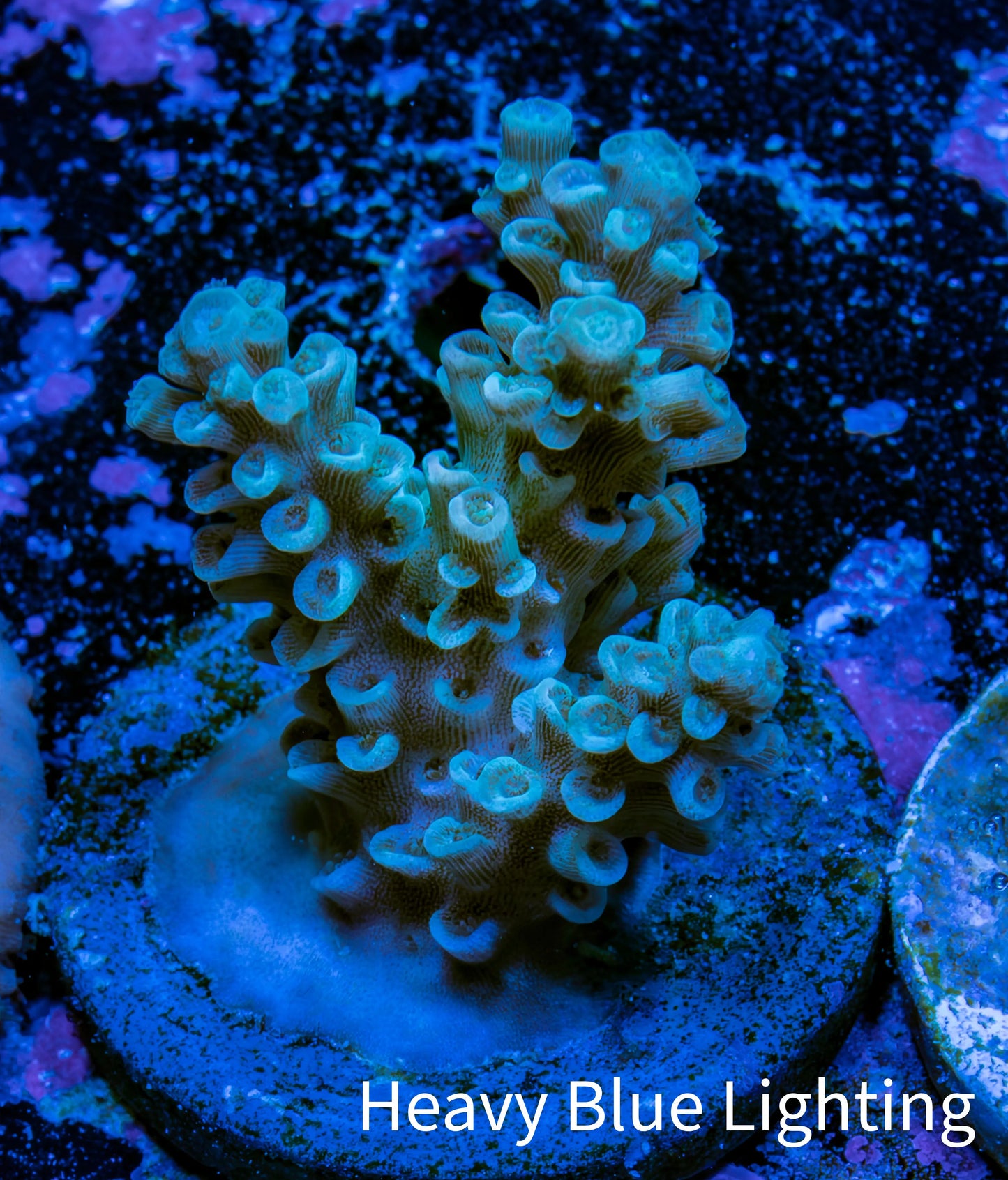 Acropora Coral - Ultra Acro Frag  WYSIWYG A8R5B1 Acropora Coral - Ultra Acro Frag  WYSIWYG A8R5B1 SPS Acropora Coral - Ultra Acro Frag  WYSIWYG A8R5B1 Zeo Box Reef