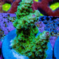 Acropora Coral - Ultra Acro Frag  WYSIWYG A8R5B1 Acropora Coral - Ultra Acro Frag  WYSIWYG A8R5B1 SPS Acropora Coral - Ultra Acro Frag  WYSIWYG A8R5B1 Zeo Box Reef