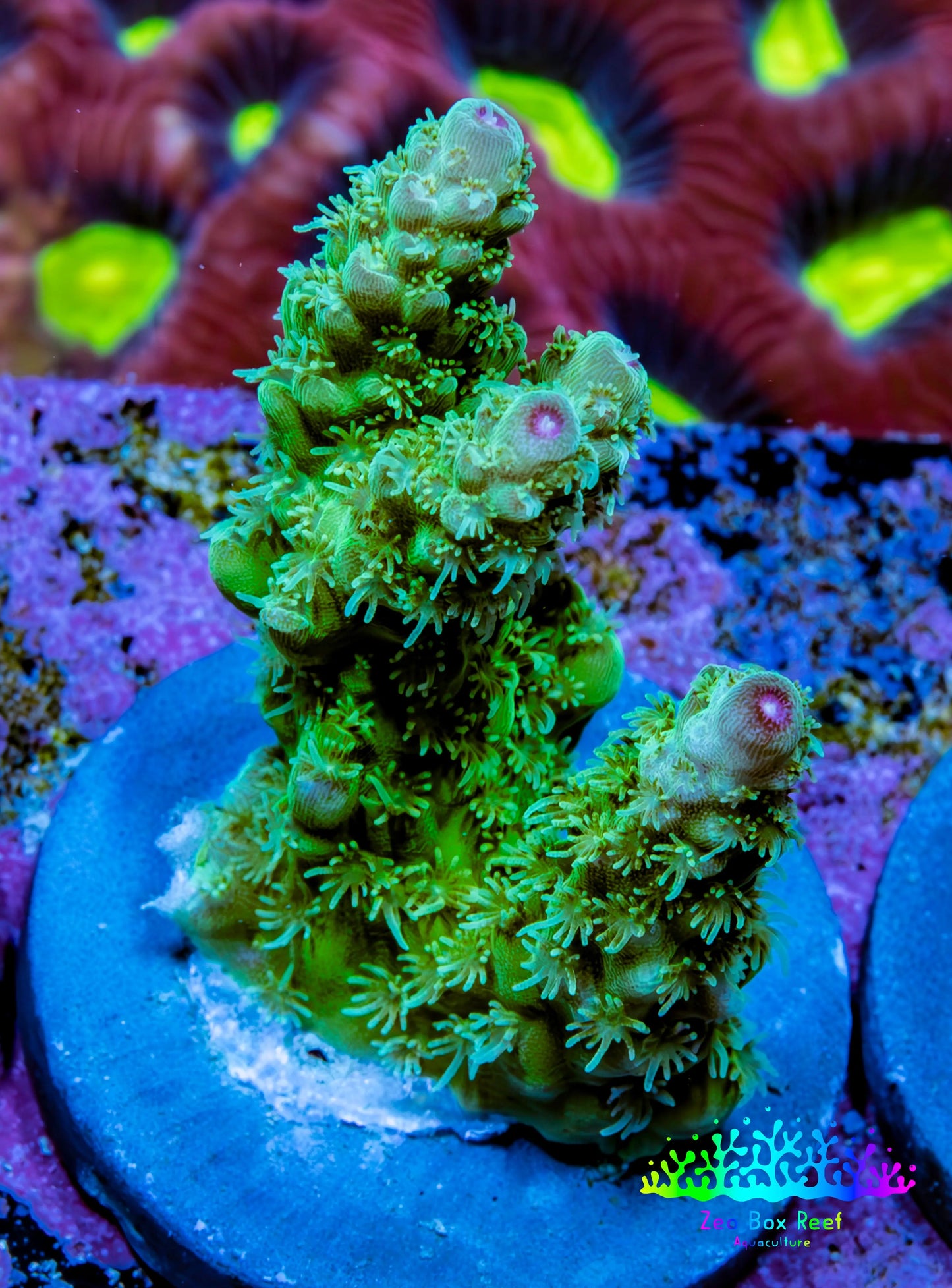 Acropora Coral - Ultra Acro Frag  WYSIWYG A8R5B1 Acropora Coral - Ultra Acro Frag  WYSIWYG A8R5B1 SPS Acropora Coral - Ultra Acro Frag  WYSIWYG A8R5B1 Zeo Box Reef