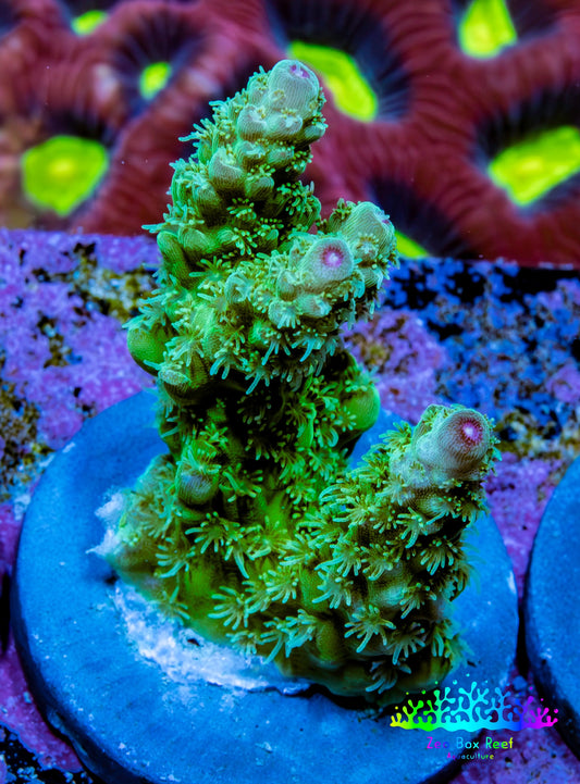 Acropora Coral - Ultra Acro Frag  WYSIWYG A8R5B1 Acropora Coral - Ultra Acro Frag  WYSIWYG A8R5B1 SPS Acropora Coral - Ultra Acro Frag  WYSIWYG A8R5B1 Zeo Box Reef
