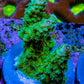 Acropora Coral - Ultra Acro Frag  WYSIWYG A8R5B1 Acropora Coral - Ultra Acro Frag  WYSIWYG A8R5B1 SPS Acropora Coral - Ultra Acro Frag  WYSIWYG A8R5B1 Zeo Box Reef