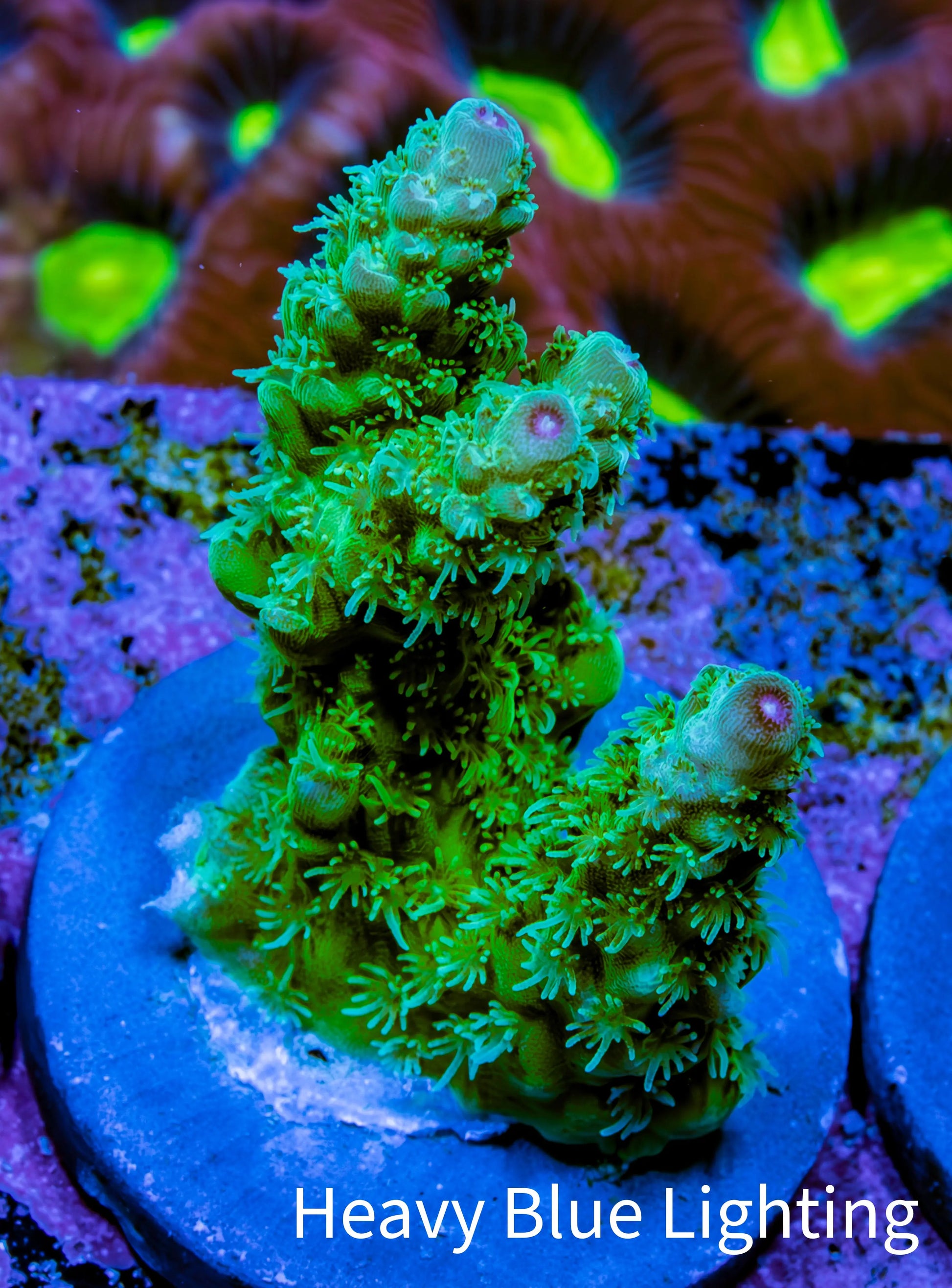 Acropora Coral - Ultra Acro Frag  WYSIWYG A8R5B1 Acropora Coral - Ultra Acro Frag  WYSIWYG A8R5B1 SPS Acropora Coral - Ultra Acro Frag  WYSIWYG A8R5B1 Zeo Box Reef
