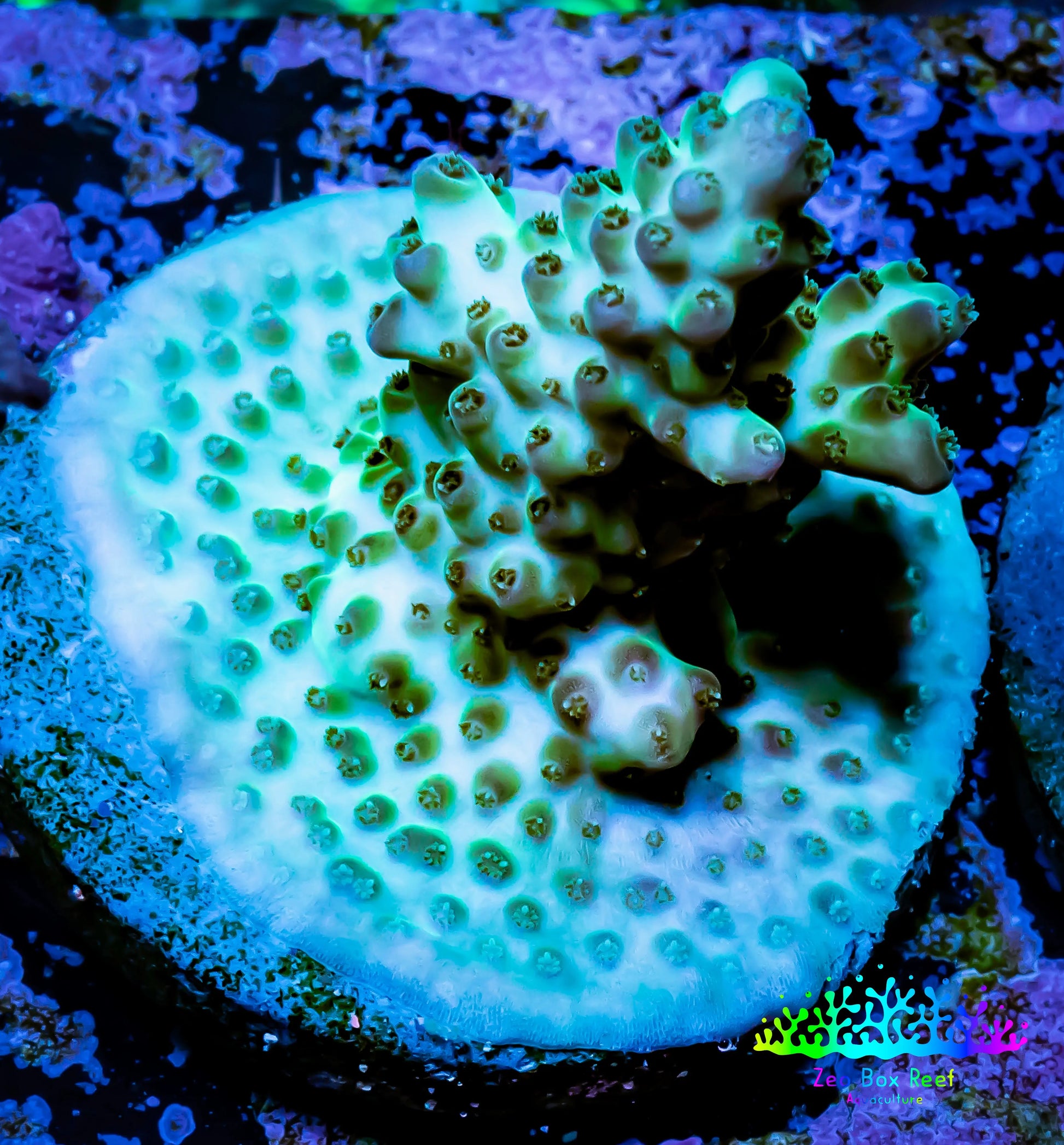 Acropora Coral -  Ultra Acro Frag WYSIWYG A9R5B1 Acropora Coral -  Ultra Acro Frag WYSIWYG A9R5B1 SPS Acropora Coral -  Ultra Acro Frag WYSIWYG A9R5B1 Zeo Box Reef