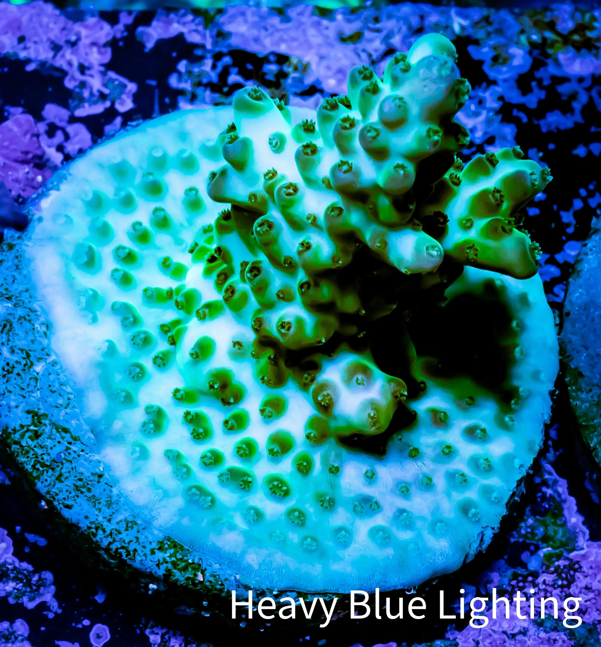 Acropora Coral -  Ultra Acro Frag WYSIWYG A9R5B1 Acropora Coral -  Ultra Acro Frag WYSIWYG A9R5B1 SPS Acropora Coral -  Ultra Acro Frag WYSIWYG A9R5B1 Zeo Box Reef