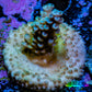 Acropora Coral - Ultra Acro Frag  WYSIWYG A9R5B1 Acropora Coral - Ultra Acro Frag  WYSIWYG A9R5B1 SPS Acropora Coral - Ultra Acro Frag  WYSIWYG A9R5B1 Zeo Box Reef