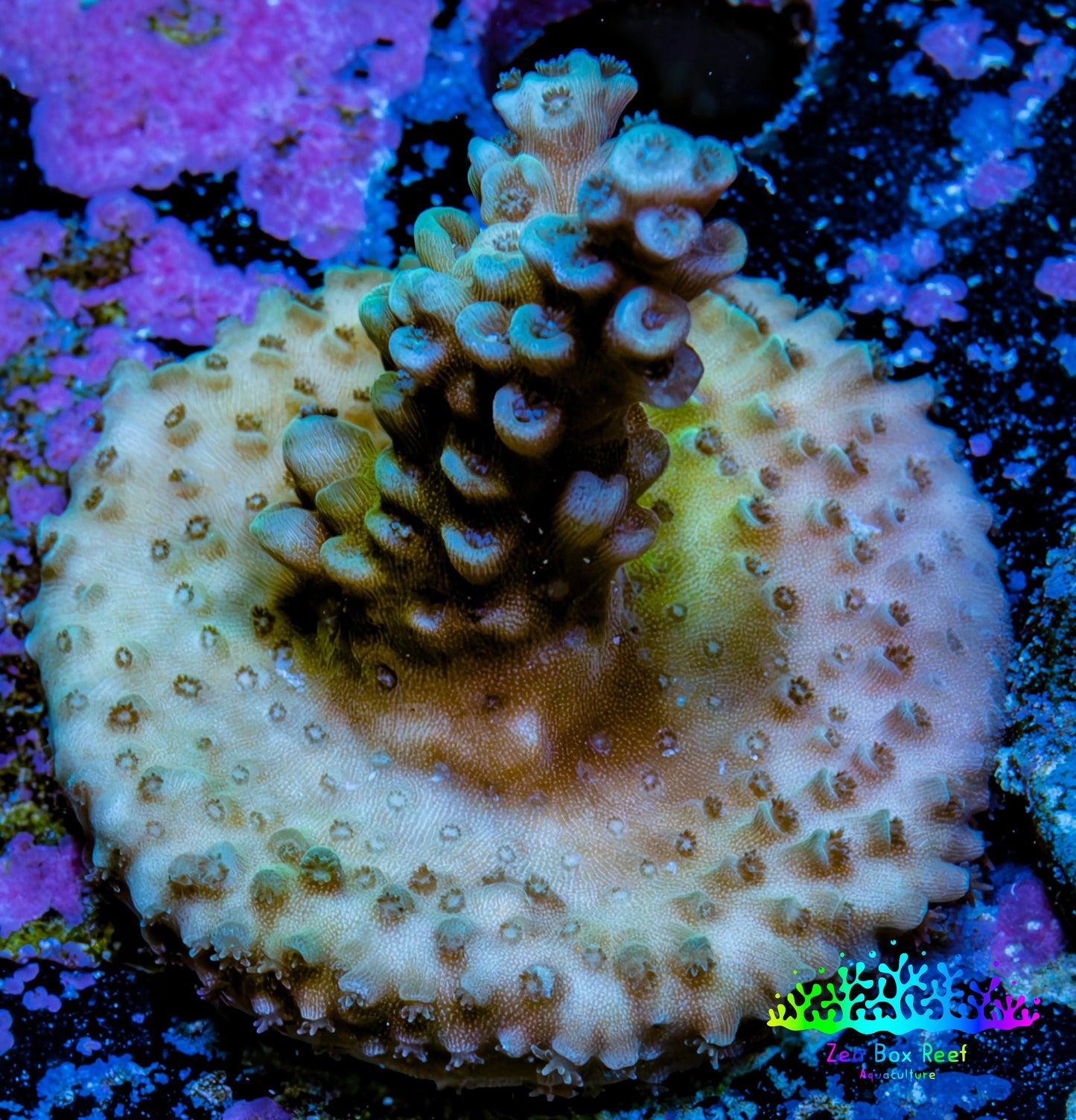 Acropora Coral - Ultra Acro Frag  WYSIWYG A9R5B1 Acropora Coral - Ultra Acro Frag  WYSIWYG A9R5B1 SPS Acropora Coral - Ultra Acro Frag  WYSIWYG A9R5B1 Zeo Box Reef