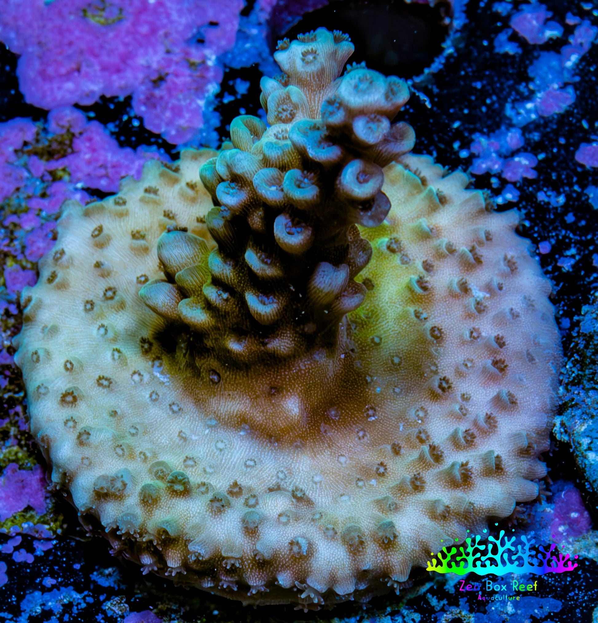Acropora Coral - Ultra Acro Frag  WYSIWYG A9R5B1 Acropora Coral - Ultra Acro Frag  WYSIWYG A9R5B1 SPS Acropora Coral - Ultra Acro Frag  WYSIWYG A9R5B1 Zeo Box Reef