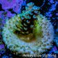Acropora Coral - Ultra Acro Frag  WYSIWYG A9R5B1 Acropora Coral - Ultra Acro Frag  WYSIWYG A9R5B1 SPS Acropora Coral - Ultra Acro Frag  WYSIWYG A9R5B1 Zeo Box Reef