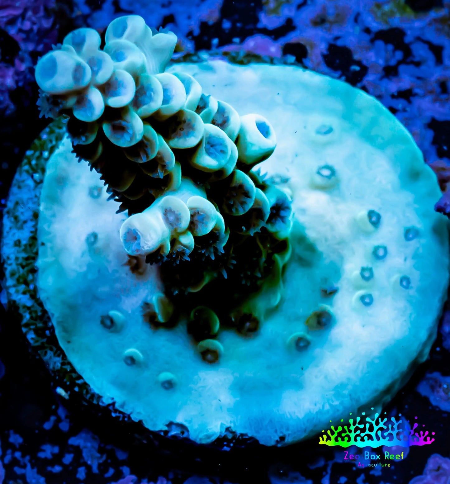 Acropora Coral -  Ultra Acro Frag WYSIWYG B10R2B1 Acropora Coral -  Ultra Acro Frag WYSIWYG B10R2B1 SPS Acropora Coral -  Ultra Acro Frag WYSIWYG B10R2B1 Zeo Box Reef