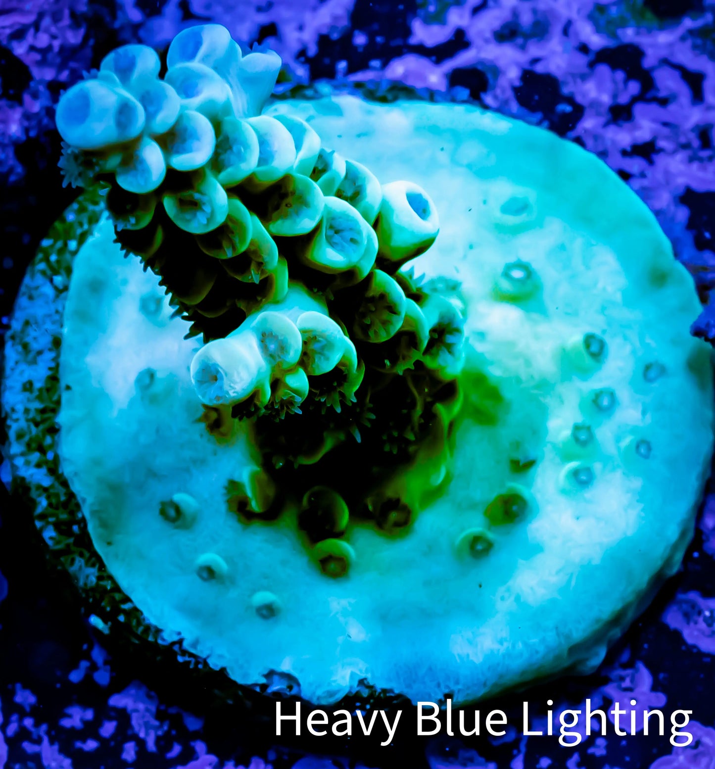 Acropora Coral -  Ultra Acro Frag WYSIWYG B10R2B1 Acropora Coral -  Ultra Acro Frag WYSIWYG B10R2B1 SPS Acropora Coral -  Ultra Acro Frag WYSIWYG B10R2B1 Zeo Box Reef