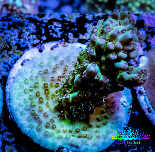 Acropora Coral -  Ultra Acro Frag WYSIWYG B10R4B1 Acropora Coral -  Ultra Acro Frag WYSIWYG B10R4B1 SPS Acropora Coral -  Ultra Acro Frag WYSIWYG B10R4B1 Zeo Box Reef