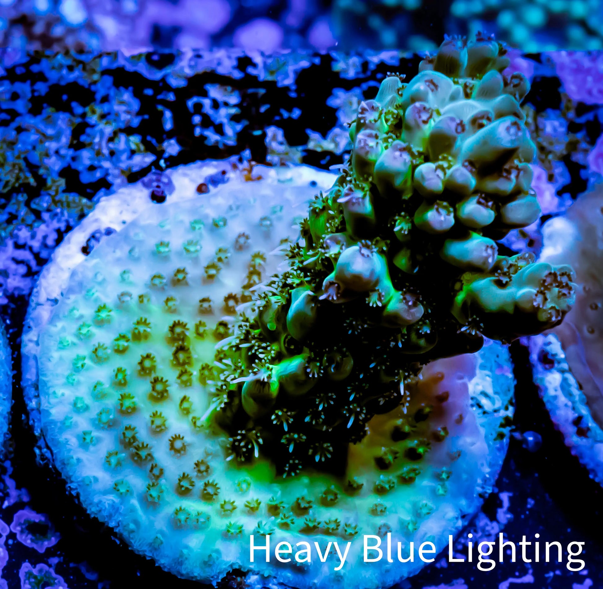 Acropora Coral -  Ultra Acro Frag WYSIWYG B10R4B1 Acropora Coral -  Ultra Acro Frag WYSIWYG B10R4B1 SPS Acropora Coral -  Ultra Acro Frag WYSIWYG B10R4B1 Zeo Box Reef