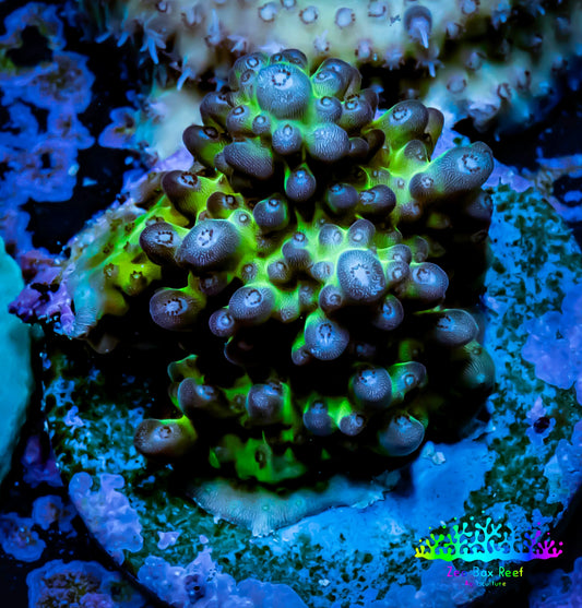 Acropora Coral -  Ultra Acro Frag WYSIWYG B11R2B1 Acropora Coral -  Ultra Acro Frag WYSIWYG B11R2B1 SPS Acropora Coral -  Ultra Acro Frag WYSIWYG B11R2B1 Zeo Box Reef