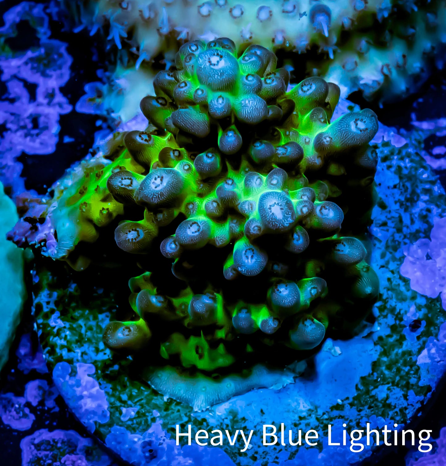 Acropora Coral -  Ultra Acro Frag WYSIWYG B11R2B1 Acropora Coral -  Ultra Acro Frag WYSIWYG B11R2B1 SPS Acropora Coral -  Ultra Acro Frag WYSIWYG B11R2B1 Zeo Box Reef