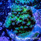 Acropora Coral -  Ultra Acro Frag WYSIWYG B11R2B1 Acropora Coral -  Ultra Acro Frag WYSIWYG B11R2B1 SPS Acropora Coral -  Ultra Acro Frag WYSIWYG B11R2B1 Zeo Box Reef