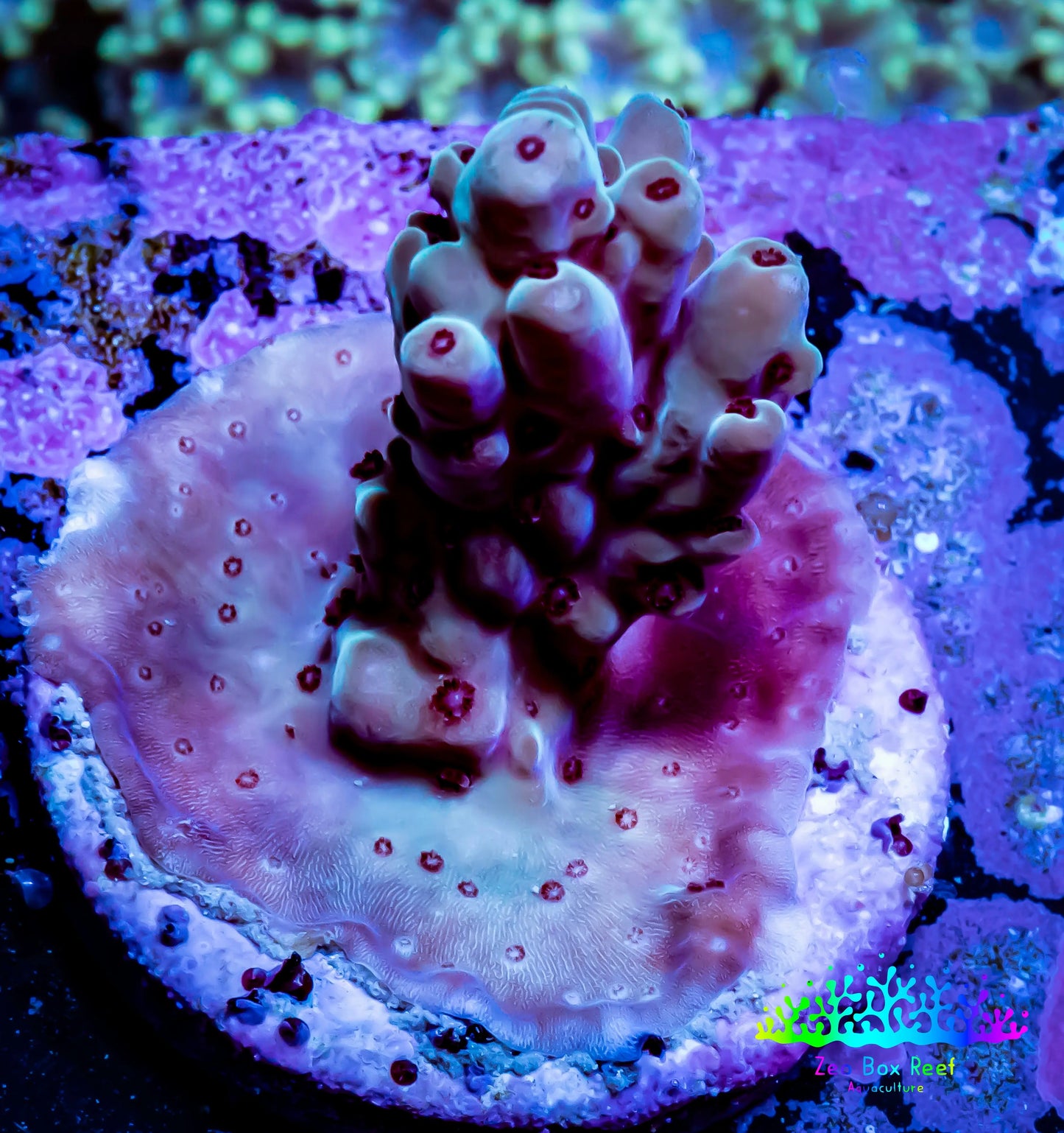 Acropora Coral -  Ultra Acro Frag WYSIWYG B11R4B1 Acropora Coral -  Ultra Acro Frag WYSIWYG B11R4B1 SPS Acropora Coral -  Ultra Acro Frag WYSIWYG B11R4B1 Zeo Box Reef