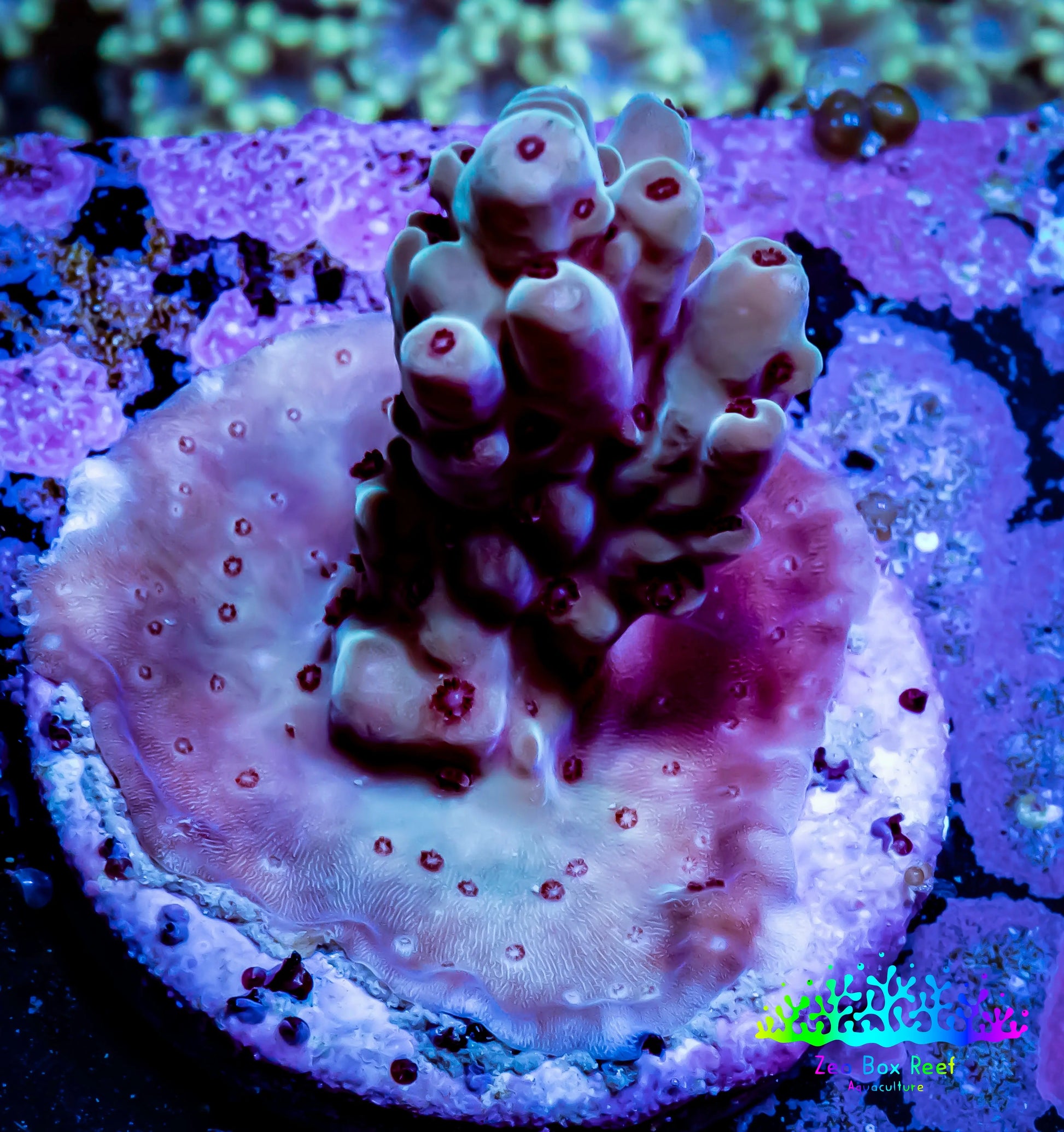 Acropora Coral -  Ultra Acro Frag WYSIWYG B11R4B1 Acropora Coral -  Ultra Acro Frag WYSIWYG B11R4B1 SPS Acropora Coral -  Ultra Acro Frag WYSIWYG B11R4B1 Zeo Box Reef