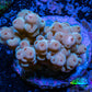 Acropora Coral -  Ultra  Acro Frag  WYSIWYG B1R2B1 Acropora Coral -  Ultra  Acro Frag  WYSIWYG B1R2B1 SPS Acropora Coral -  Ultra  Acro Frag  WYSIWYG B1R2B1 Zeo Box Reef