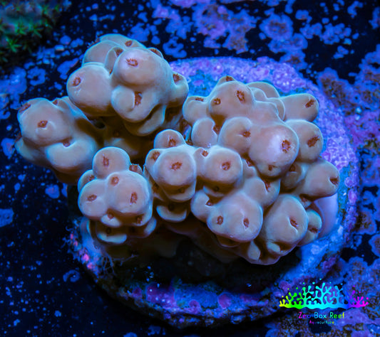 Acropora Coral -  Ultra  Acro Frag  WYSIWYG B1R2B1 Acropora Coral -  Ultra  Acro Frag  WYSIWYG B1R2B1 SPS Acropora Coral -  Ultra  Acro Frag  WYSIWYG B1R2B1 Zeo Box Reef