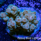 Acropora Coral -  Ultra  Acro Frag  WYSIWYG B1R2B1 Acropora Coral -  Ultra  Acro Frag  WYSIWYG B1R2B1 SPS Acropora Coral -  Ultra  Acro Frag  WYSIWYG B1R2B1 Zeo Box Reef