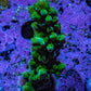 Acropora Coral - Ultra Acro Frag  WYSIWYG B1R5B1 Acropora Coral - Ultra Acro Frag  WYSIWYG B1R5B1 SPS Acropora Coral - Ultra Acro Frag  WYSIWYG B1R5B1 Zeo Box Reef