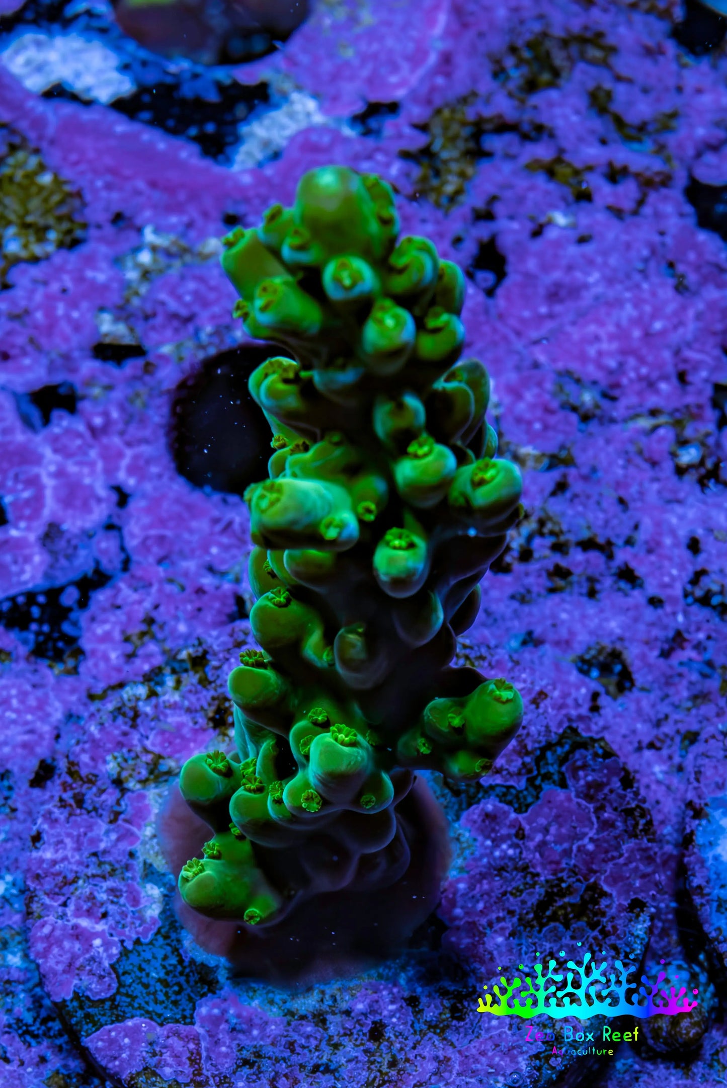 Acropora Coral - Ultra Acro Frag  WYSIWYG B1R5B1 Acropora Coral - Ultra Acro Frag  WYSIWYG B1R5B1 SPS Acropora Coral - Ultra Acro Frag  WYSIWYG B1R5B1 Zeo Box Reef