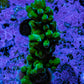 Acropora Coral - Ultra Acro Frag  WYSIWYG B1R5B1 Acropora Coral - Ultra Acro Frag  WYSIWYG B1R5B1 SPS Acropora Coral - Ultra Acro Frag  WYSIWYG B1R5B1 Zeo Box Reef