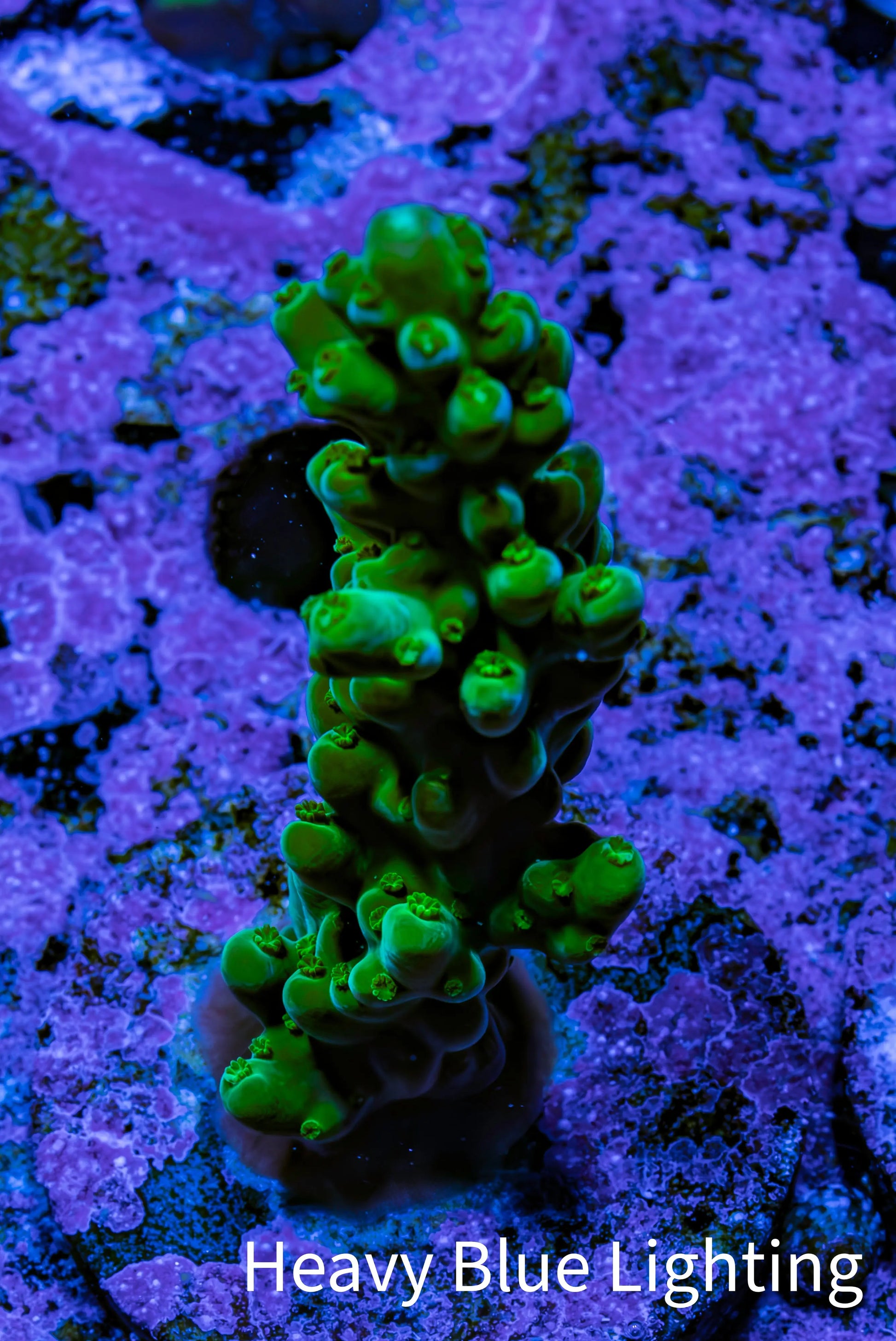 Acropora Coral - Ultra Acro Frag  WYSIWYG B1R5B1 Acropora Coral - Ultra Acro Frag  WYSIWYG B1R5B1 SPS Acropora Coral - Ultra Acro Frag  WYSIWYG B1R5B1 Zeo Box Reef