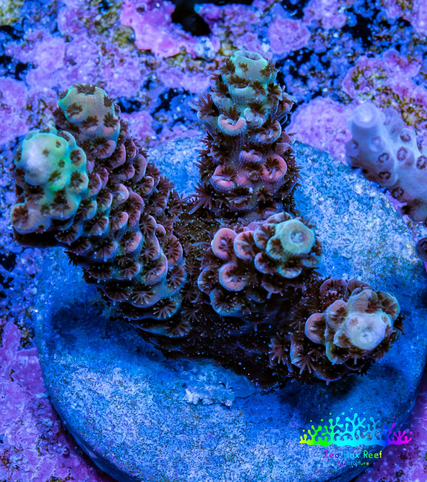 Acropora Coral - Ultra Acro Frag  WYSIWYG B1R5B1 Acropora Coral - Ultra Acro Frag  WYSIWYG B1R5B1 SPS Acropora Coral - Ultra Acro Frag  WYSIWYG B1R5B1 Zeo Box Reef