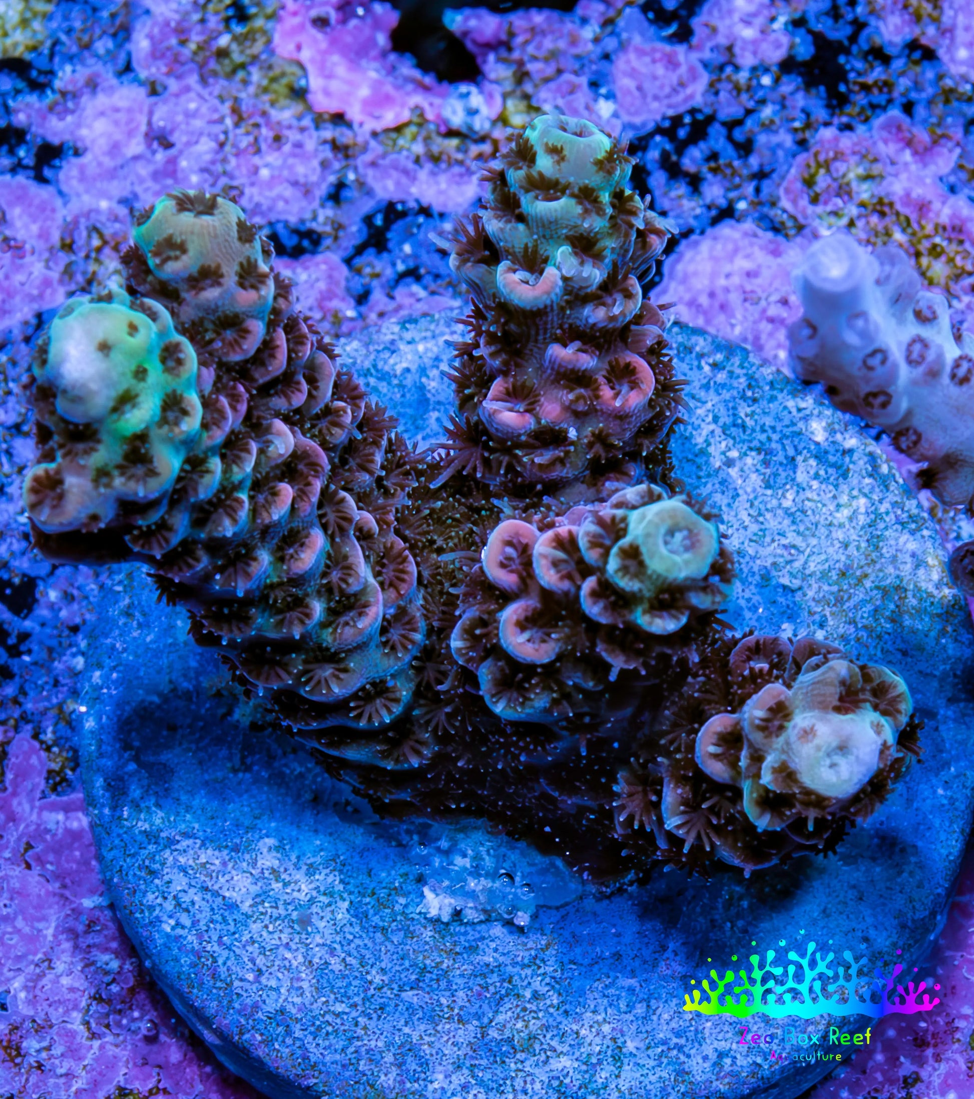Acropora Coral - Ultra Acro Frag  WYSIWYG B1R5B1 Acropora Coral - Ultra Acro Frag  WYSIWYG B1R5B1 SPS Acropora Coral - Ultra Acro Frag  WYSIWYG B1R5B1 Zeo Box Reef