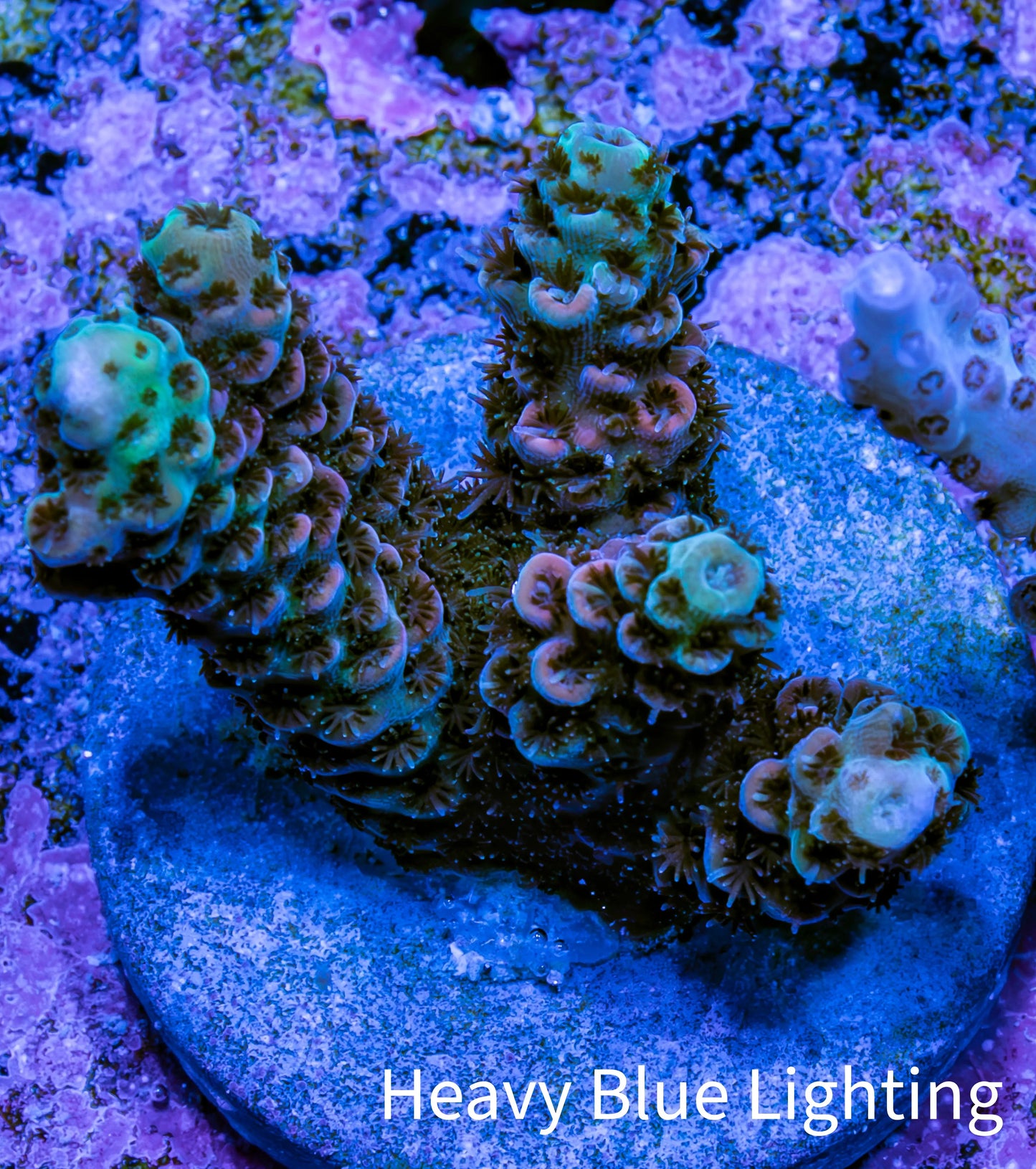 Acropora Coral - Ultra Acro Frag  WYSIWYG B1R5B1 Acropora Coral - Ultra Acro Frag  WYSIWYG B1R5B1 SPS Acropora Coral - Ultra Acro Frag  WYSIWYG B1R5B1 Zeo Box Reef