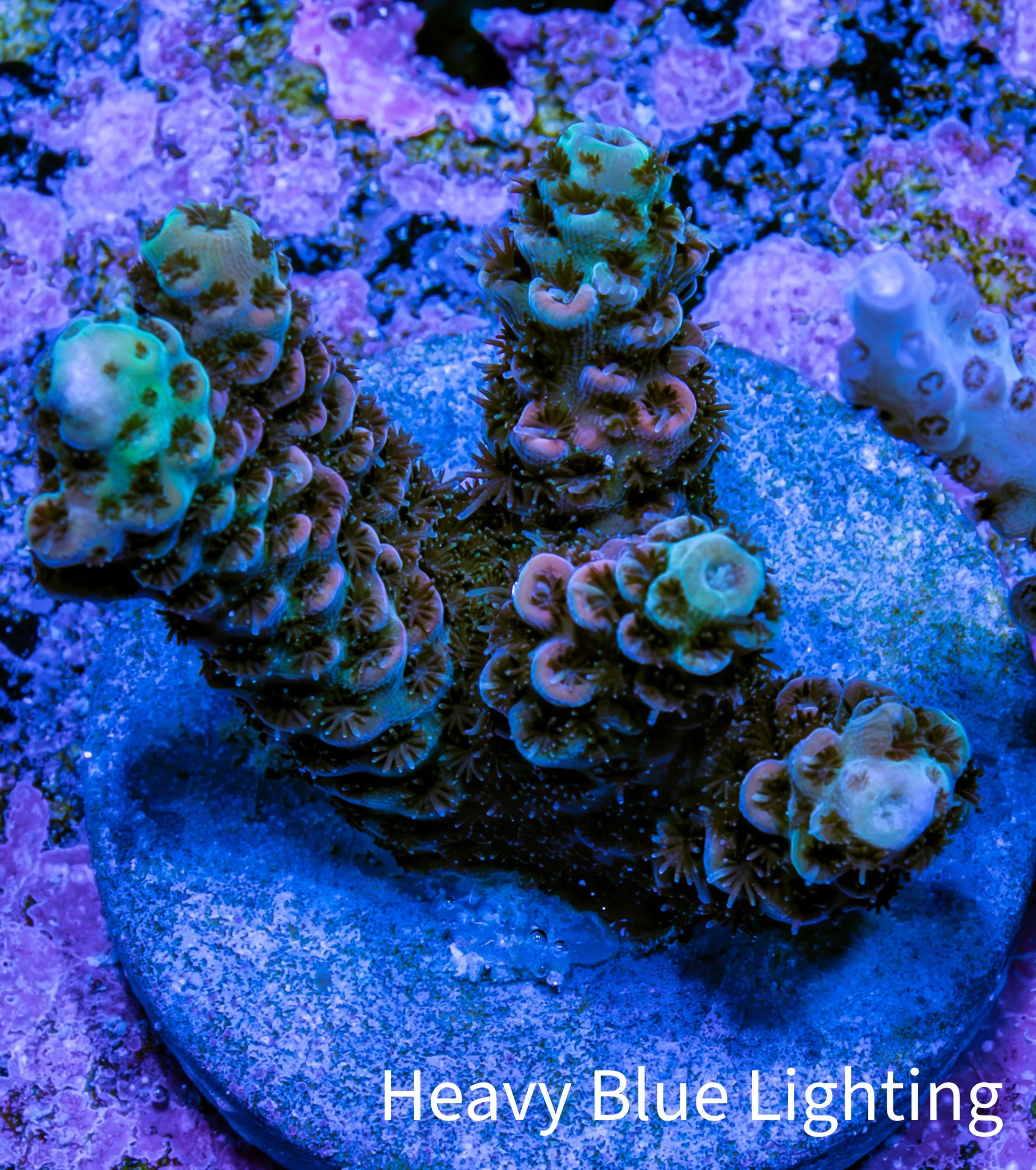 Acropora Coral - Ultra Acro Frag  WYSIWYG B1R5B1 Acropora Coral - Ultra Acro Frag  WYSIWYG B1R5B1 SPS Acropora Coral - Ultra Acro Frag  WYSIWYG B1R5B1 Zeo Box Reef