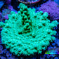 Acropora Coral -  Ultra  Acro Frag  WYSIWYG B3R2B1 Acropora Coral -  Ultra  Acro Frag  WYSIWYG B3R2B1 SPS Acropora Coral -  Ultra  Acro Frag  WYSIWYG B3R2B1 Zeo Box Reef