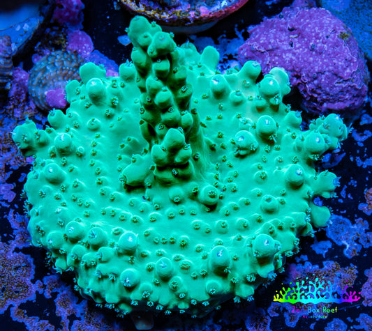 Acropora Coral -  Ultra  Acro Frag  WYSIWYG B3R2B1 Acropora Coral -  Ultra  Acro Frag  WYSIWYG B3R2B1 SPS Acropora Coral -  Ultra  Acro Frag  WYSIWYG B3R2B1 Zeo Box Reef