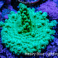 Acropora Coral -  Ultra  Acro Frag  WYSIWYG B3R2B1 Acropora Coral -  Ultra  Acro Frag  WYSIWYG B3R2B1 SPS Acropora Coral -  Ultra  Acro Frag  WYSIWYG B3R2B1 Zeo Box Reef