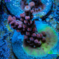 Acropora Coral -  Ultra  Acro Frag  WYSIWYG B3R2B1 Acropora Coral -  Ultra  Acro Frag  WYSIWYG B3R2B1 SPS Acropora Coral -  Ultra  Acro Frag  WYSIWYG B3R2B1 Zeo Box Reef