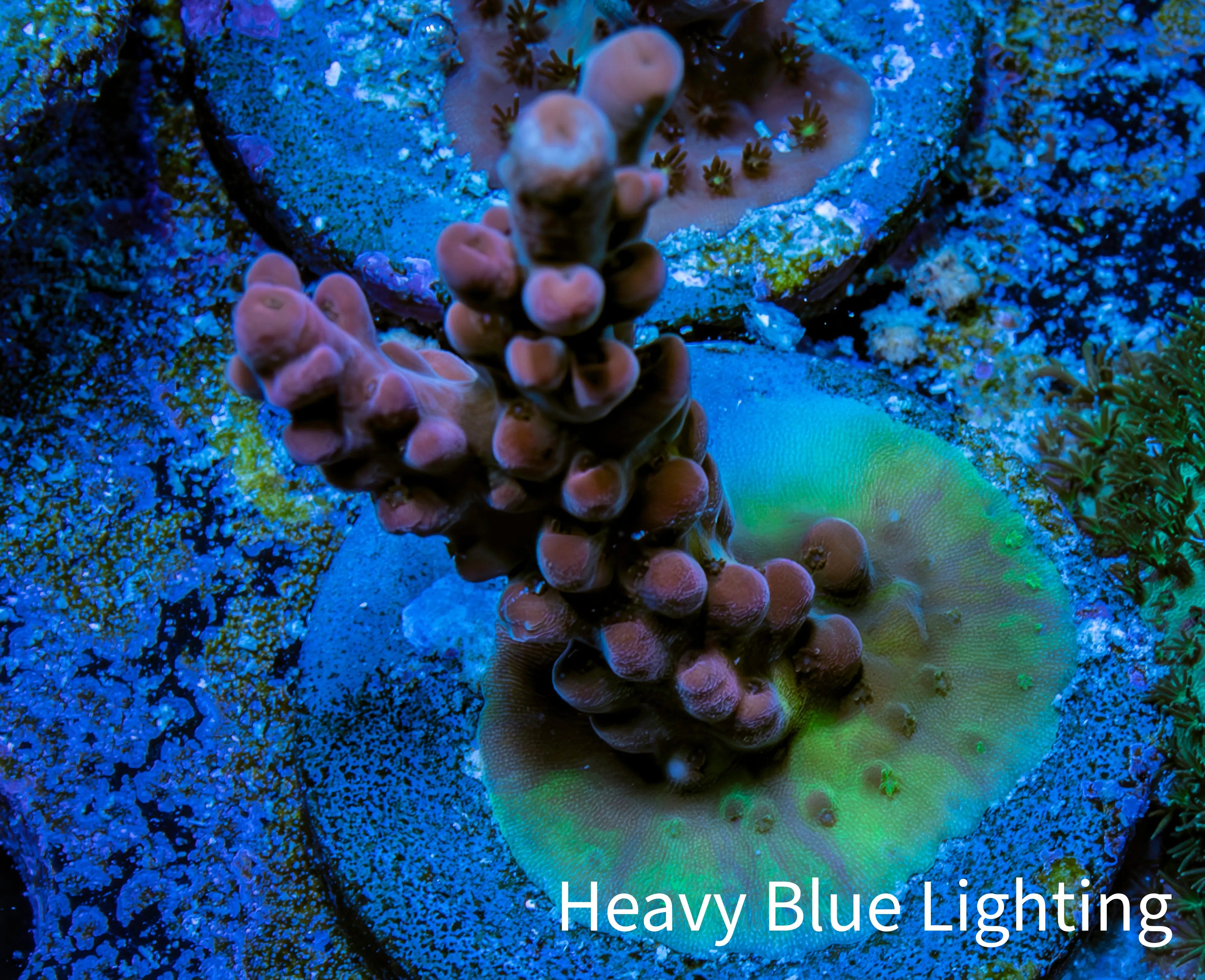 Buy Acropora Coral Frag - Zeo Box Reef Aquaculture Australia