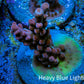 Acropora Coral -  Ultra  Acro Frag  WYSIWYG B3R2B1 Acropora Coral -  Ultra  Acro Frag  WYSIWYG B3R2B1 SPS Acropora Coral -  Ultra  Acro Frag  WYSIWYG B3R2B1 Zeo Box Reef