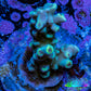 Acropora Coral - Ultra Acro Frag  WYSIWYG B4R5B1 Acropora Coral - Ultra Acro Frag  WYSIWYG B4R5B1 SPS Acropora Coral - Ultra Acro Frag  WYSIWYG B4R5B1 Zeo Box Reef
