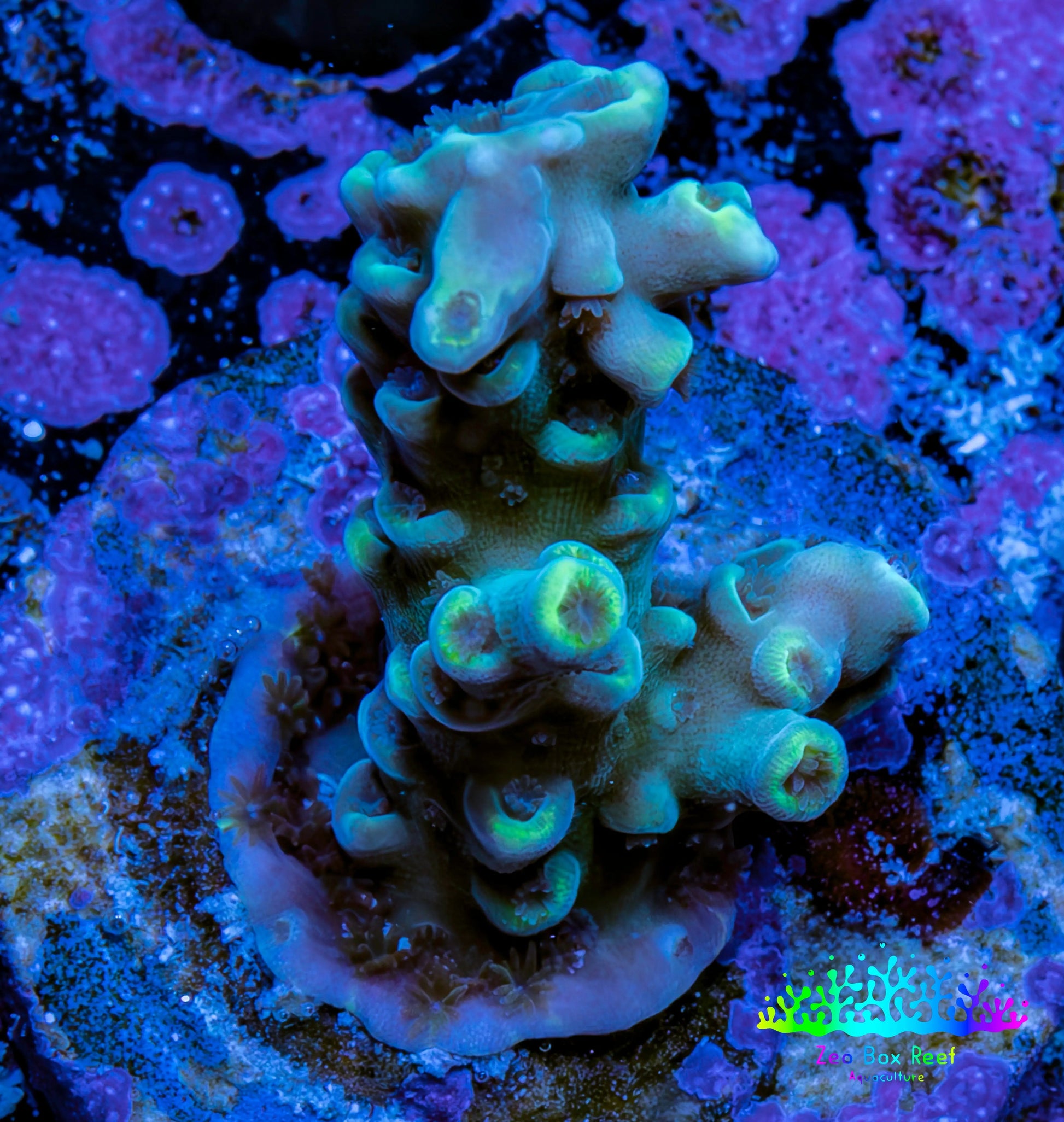 Acropora Coral - Ultra Acro Frag  WYSIWYG B4R5B1 Acropora Coral - Ultra Acro Frag  WYSIWYG B4R5B1 SPS Acropora Coral - Ultra Acro Frag  WYSIWYG B4R5B1 Zeo Box Reef