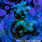 Acropora Coral - Ultra Acro Frag  WYSIWYG B4R5B1 Acropora Coral - Ultra Acro Frag  WYSIWYG B4R5B1 SPS Acropora Coral - Ultra Acro Frag  WYSIWYG B4R5B1 Zeo Box Reef