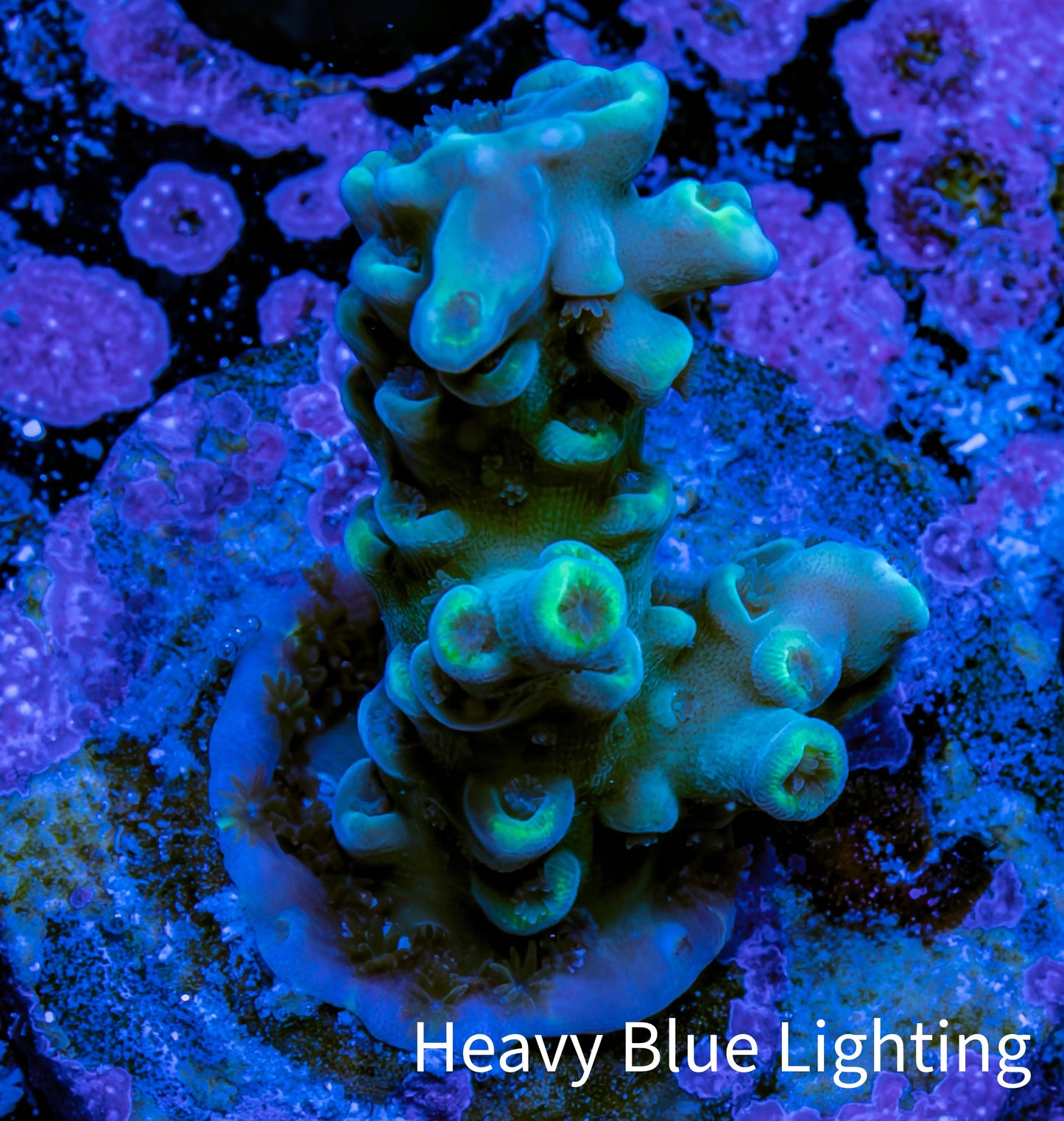 Acropora Coral - Ultra Acro Frag  WYSIWYG B4R5B1 Acropora Coral - Ultra Acro Frag  WYSIWYG B4R5B1 SPS Acropora Coral - Ultra Acro Frag  WYSIWYG B4R5B1 Zeo Box Reef