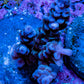 Acropora Coral - Ultra Acro Frag  WYSIWYG B5R5B1 Acropora Coral - Ultra Acro Frag  WYSIWYG B5R5B1 SPS Acropora Coral - Ultra Acro Frag  WYSIWYG B5R5B1 Zeo Box Reef